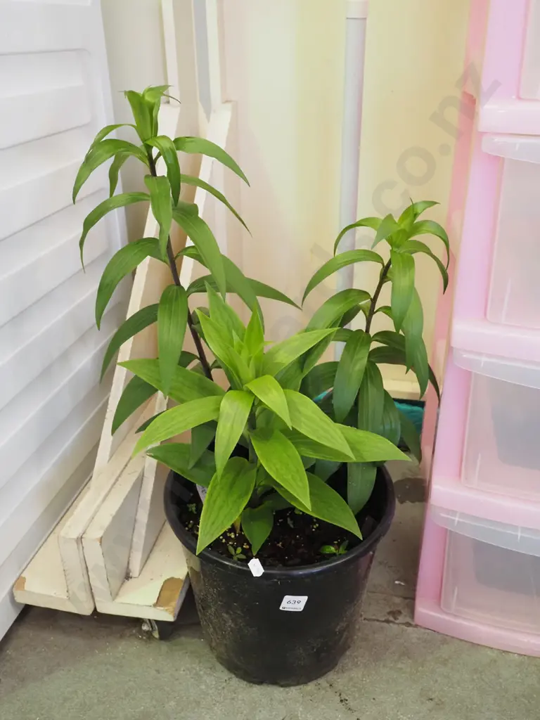 potted lillies Image 1++