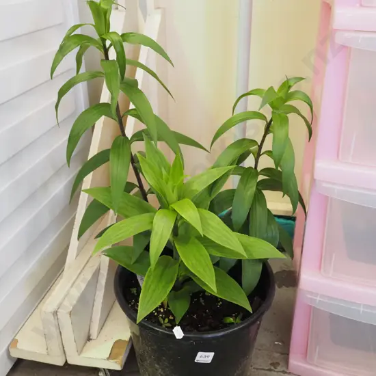 potted lillies