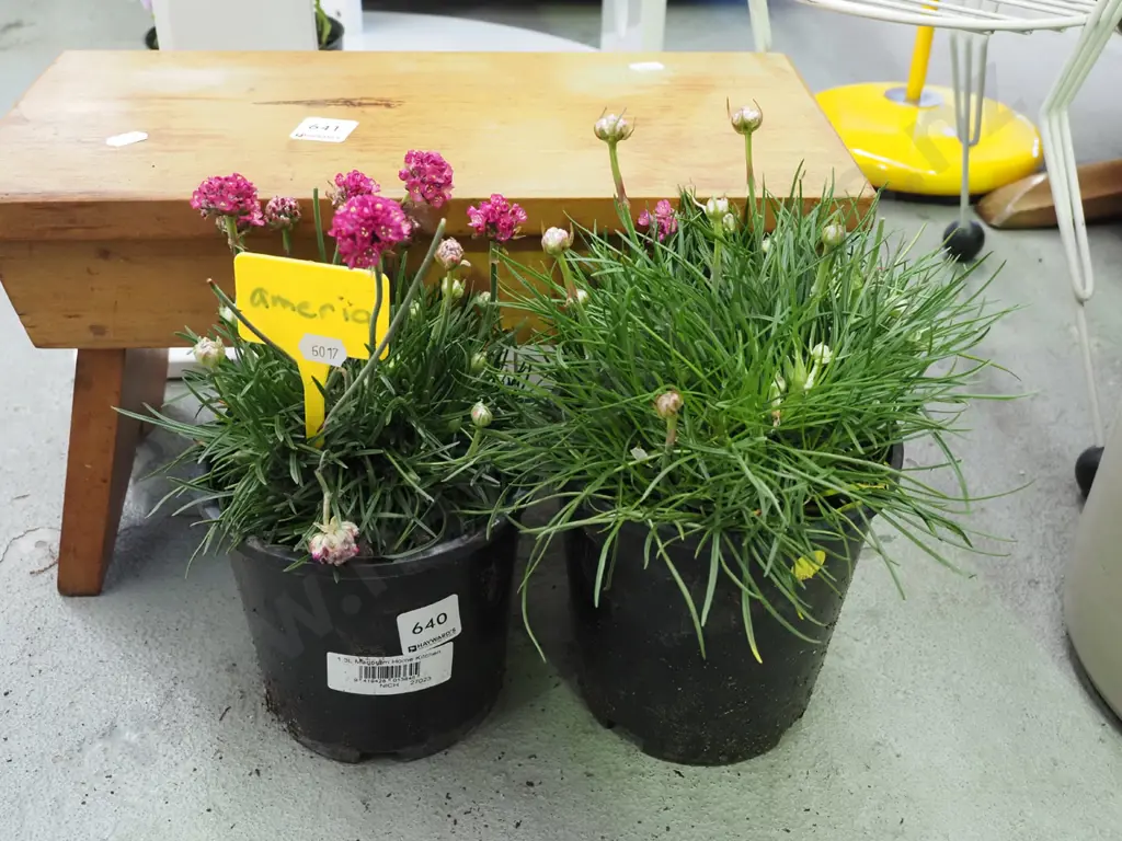 2x potted Amerias Image 1++