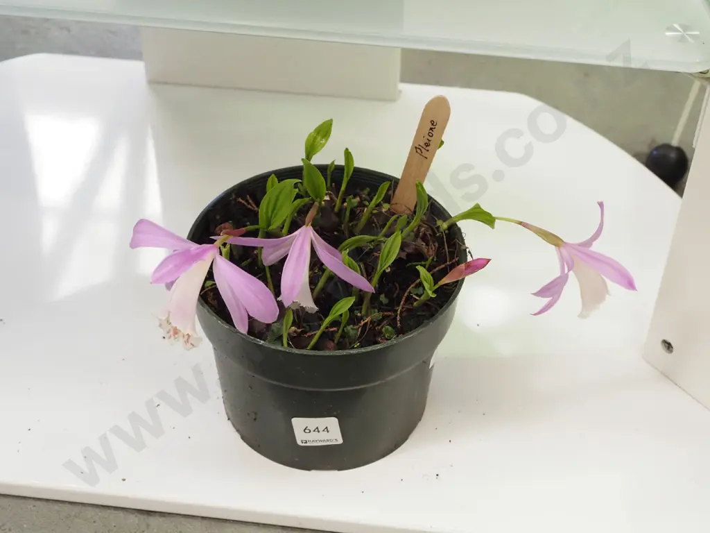 potted pleione orchids Image 1++