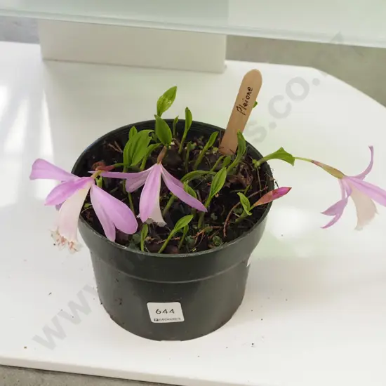 potted pleione orchids