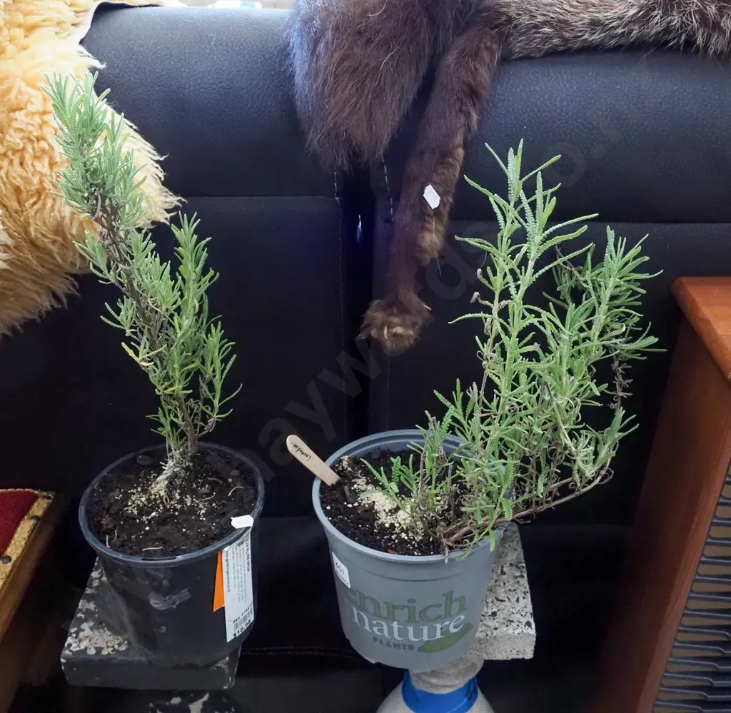 2x potted lavender Image 1++