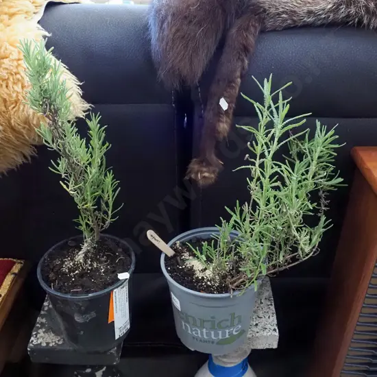 2x potted lavender