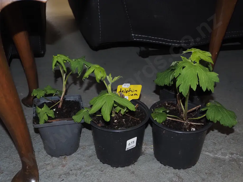 4x potted delphiniums Image 1++
