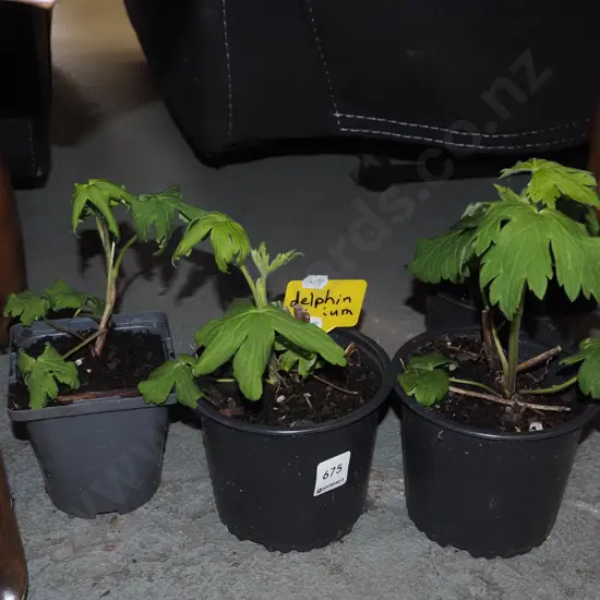 4x potted delphiniums