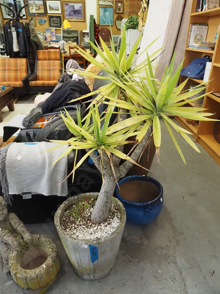 yucca in concrete planter Planter H390 Image 1++