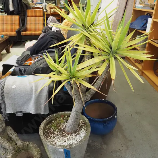 yucca in concrete planter Planter H390