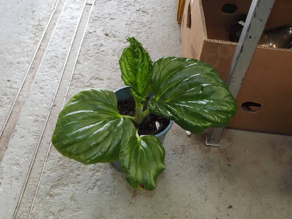 potted Chatham Island forget me not Image 1++