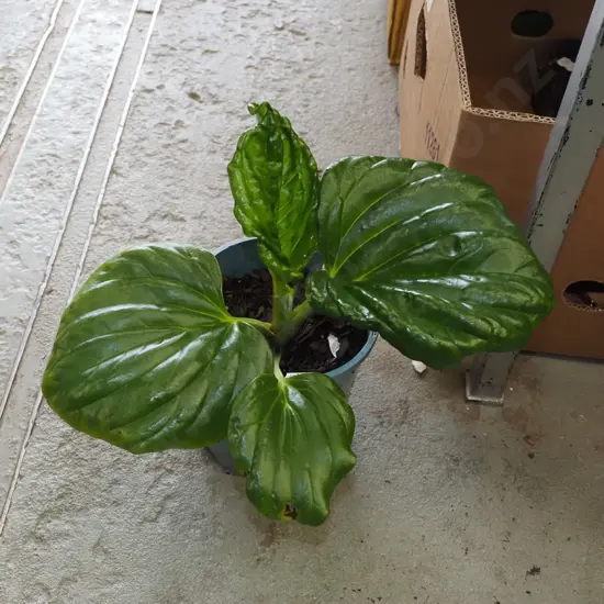 potted Chatham Island forget me not