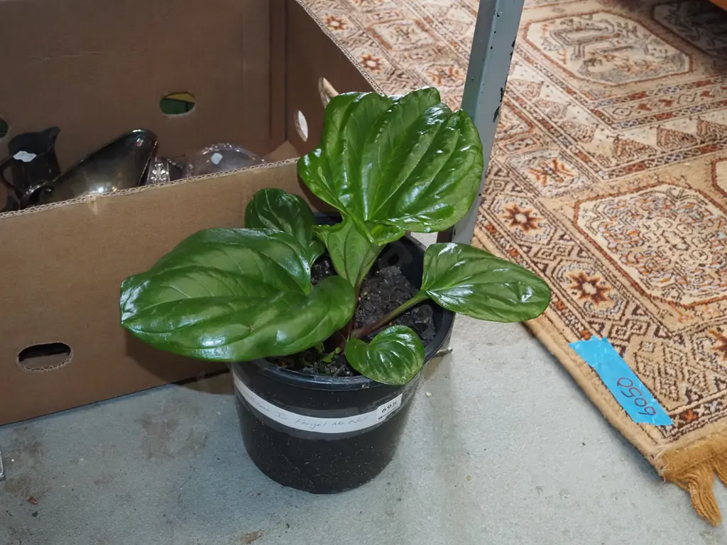 potted Chatham Island forget me not Image 1++