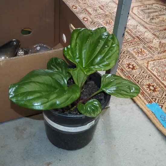 potted Chatham Island forget me not