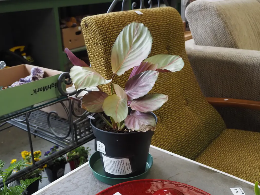 indoor plant - calathea silver plate Image 1++
