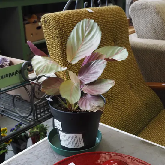 indoor plant - calathea silver plate