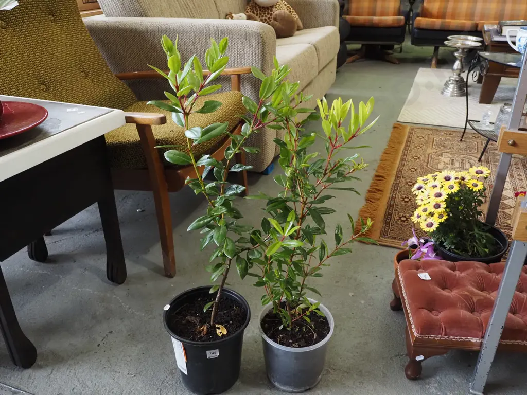 2x potted pohutukawa Image 1++