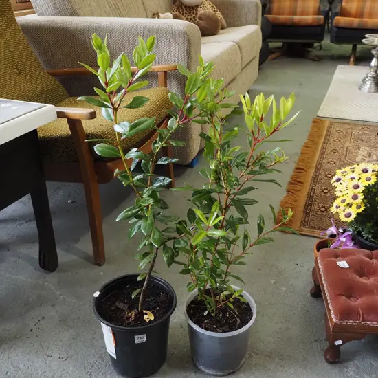 2x potted pohutukawa