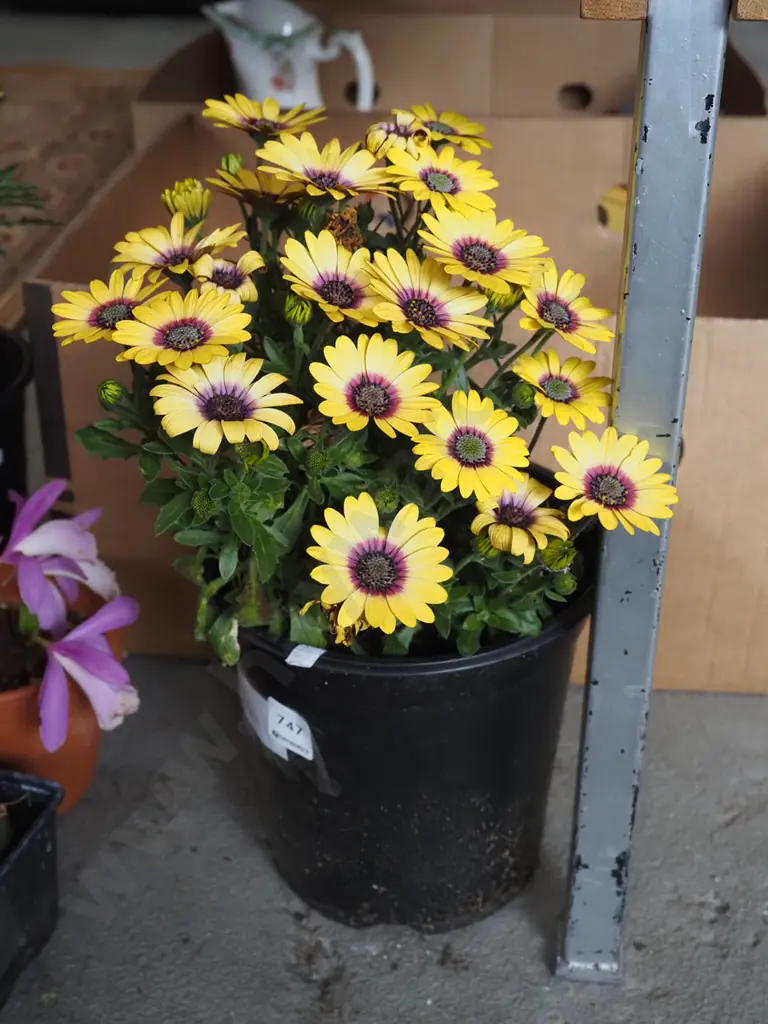 potted yellow daisy Image 1++