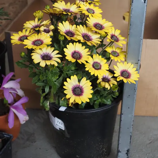 potted yellow daisy