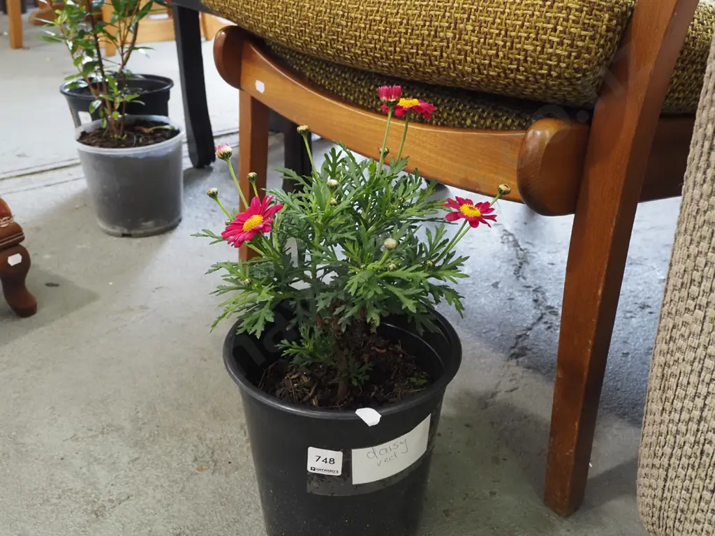 potted red daisy Image 1++
