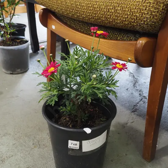 potted red daisy