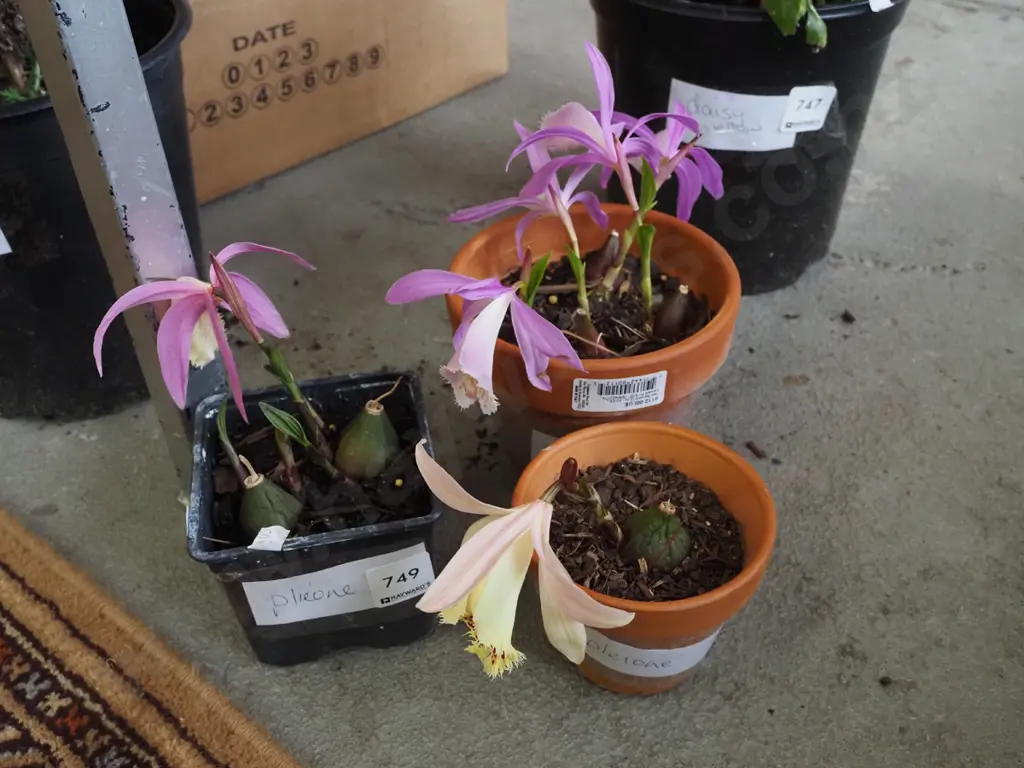 3x potted pleione orchids Image 1++