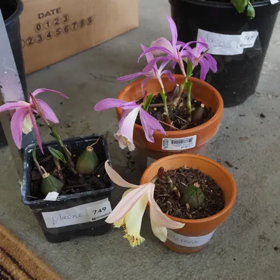 3x potted pleione orchids