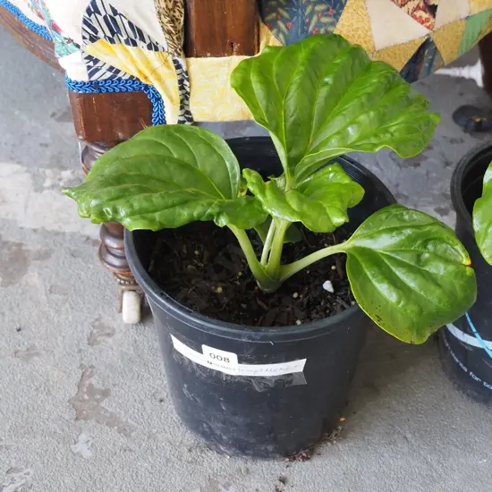 potted Chatham Island forget me not