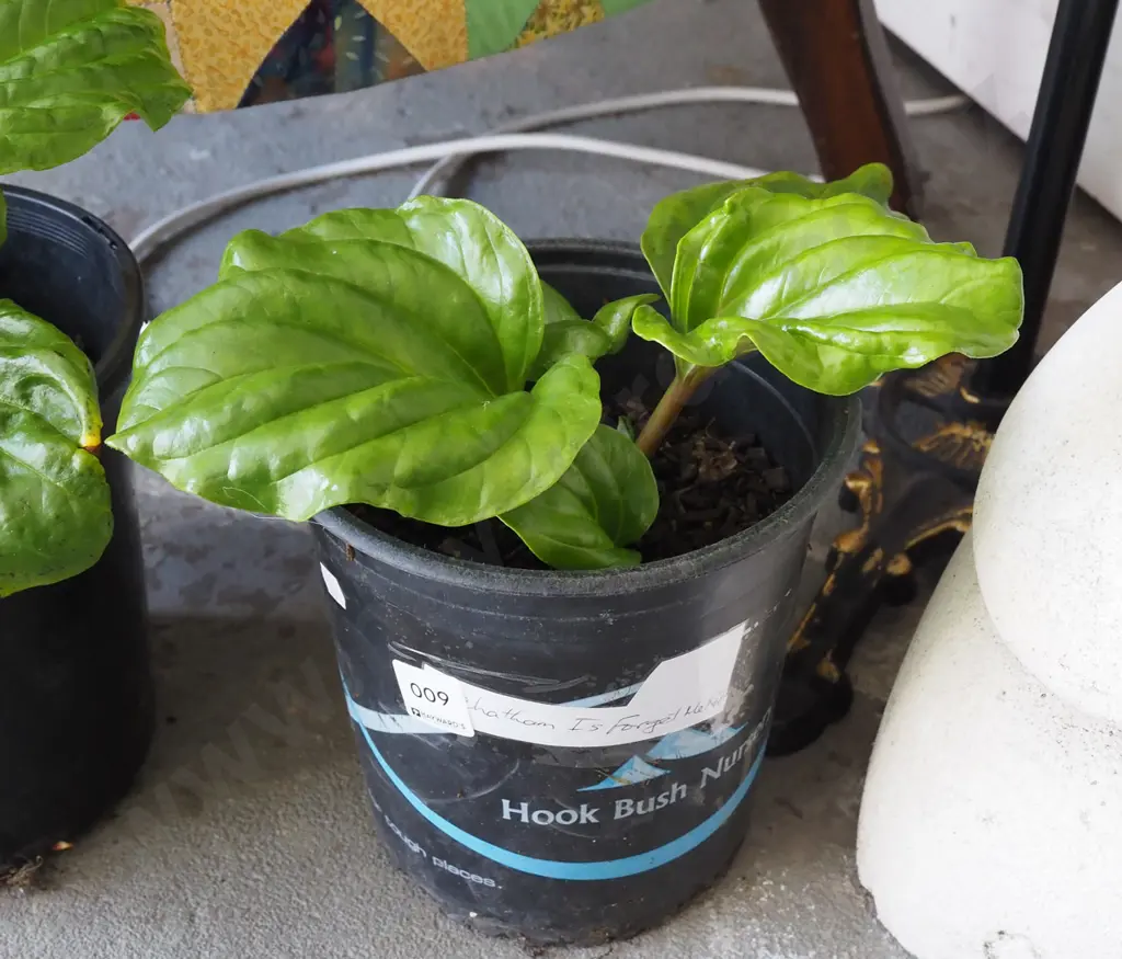 potted Chatham Island forget me not Image 1++