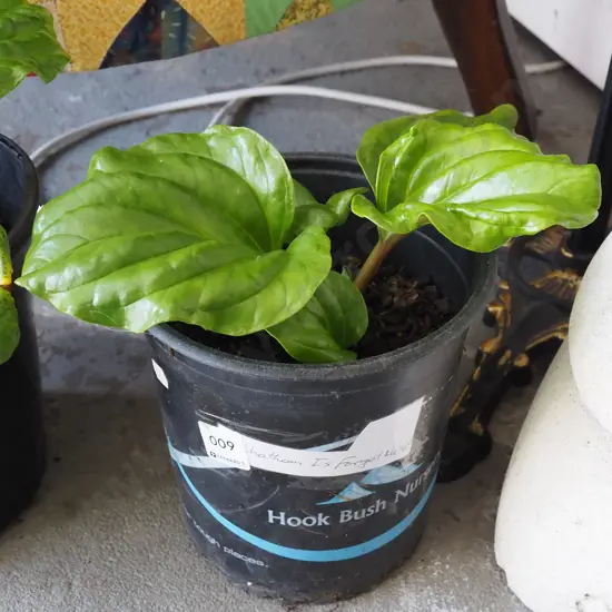 potted Chatham Island forget me not