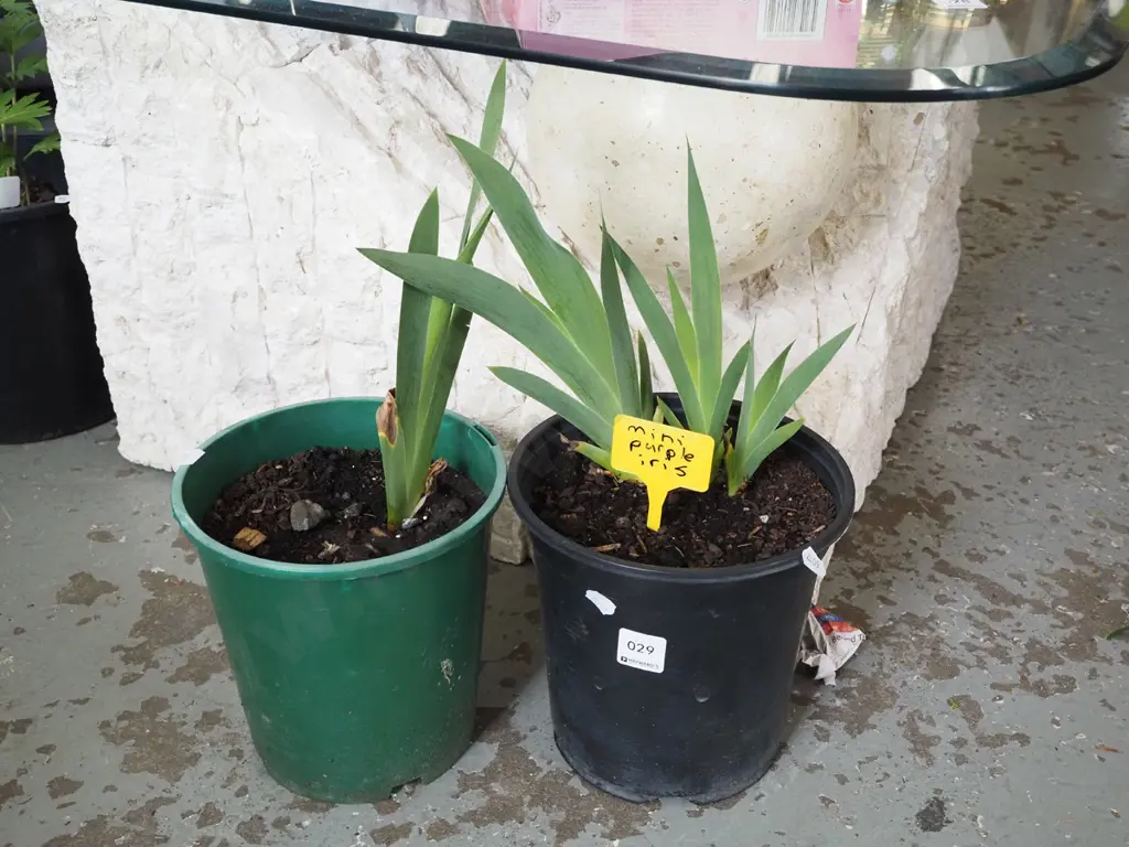 2x potted mini purple irises Image 1++