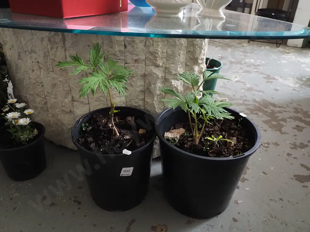 2x potted yellow tree peonies Image 1++