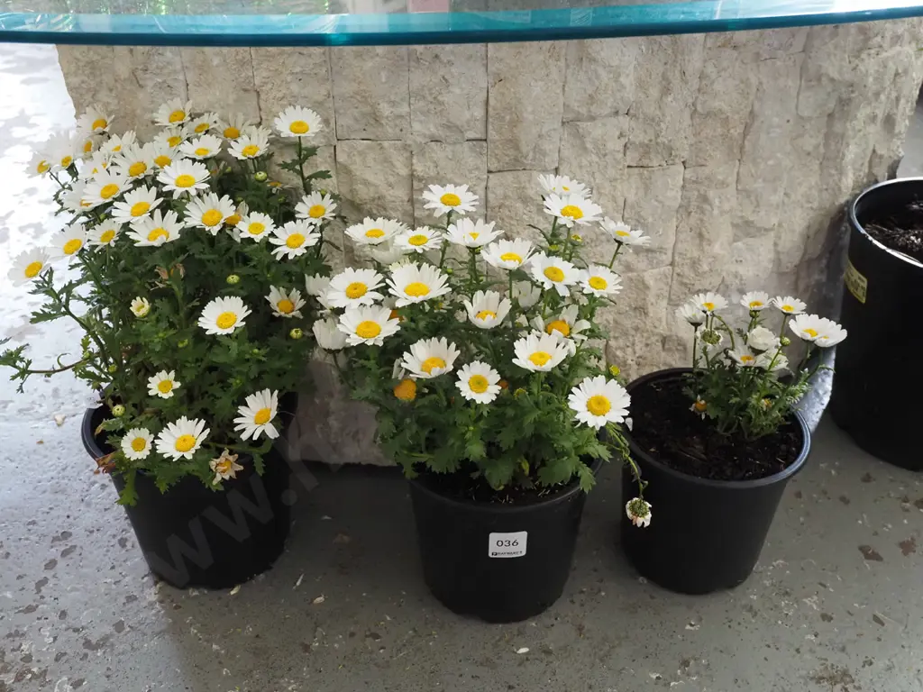 3x potted yellow and white daisies Image 1++