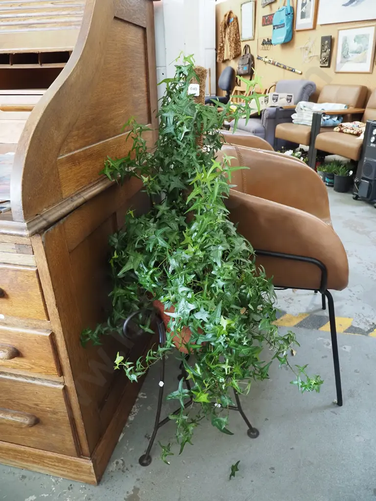 potted hedera helix indoor plant with jardiniere stand Overall H1000 Image 1++
