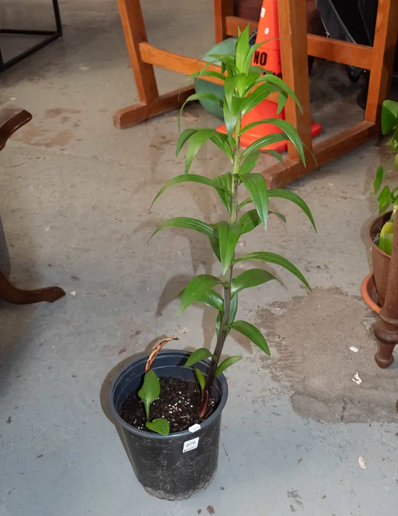 potted lillies Image 1++