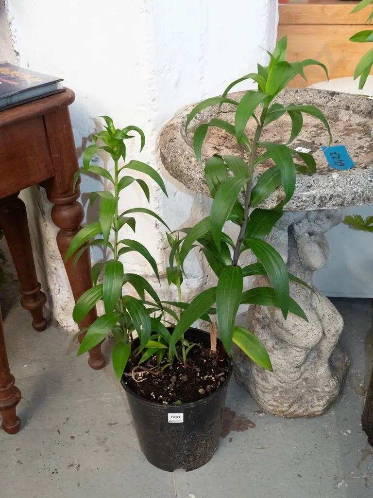 potted lillies Image 1++