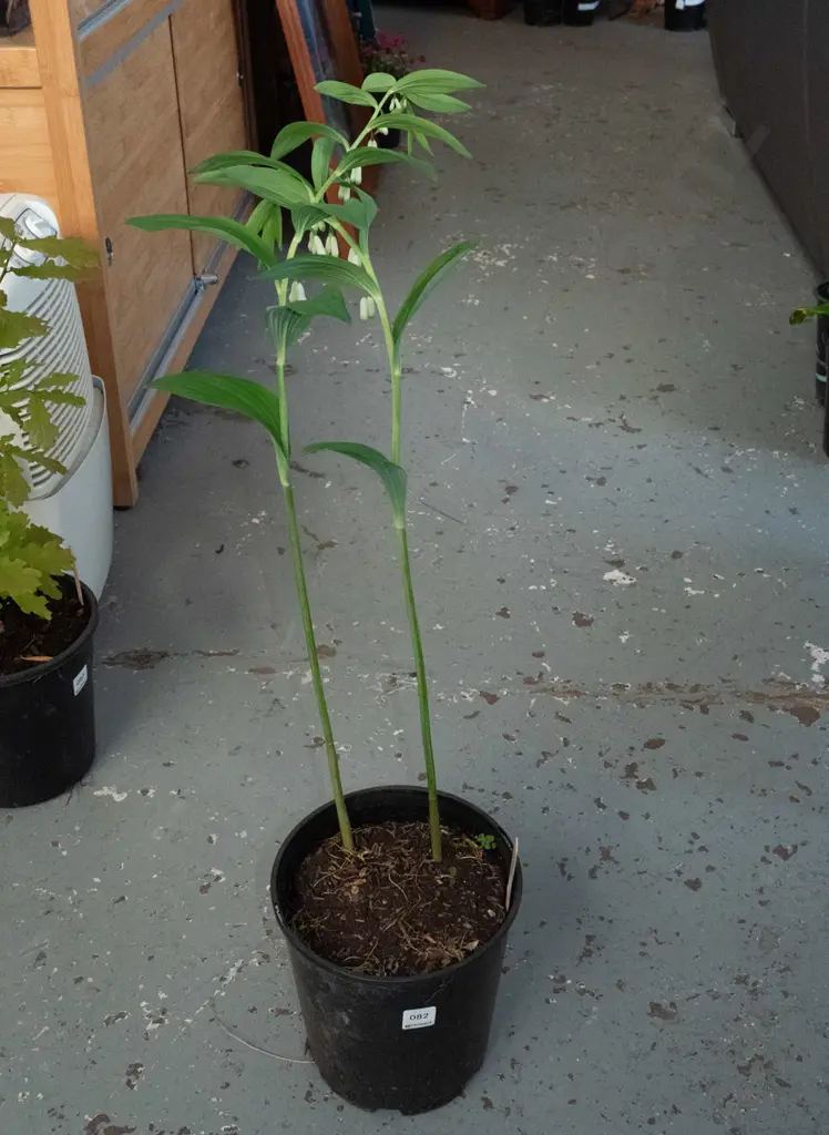 potted solomon's seal Image 1++