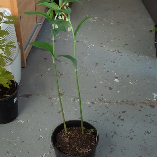 potted solomon's seal