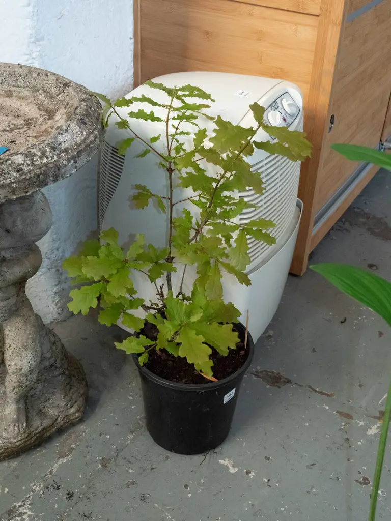 potted oak Image 1++