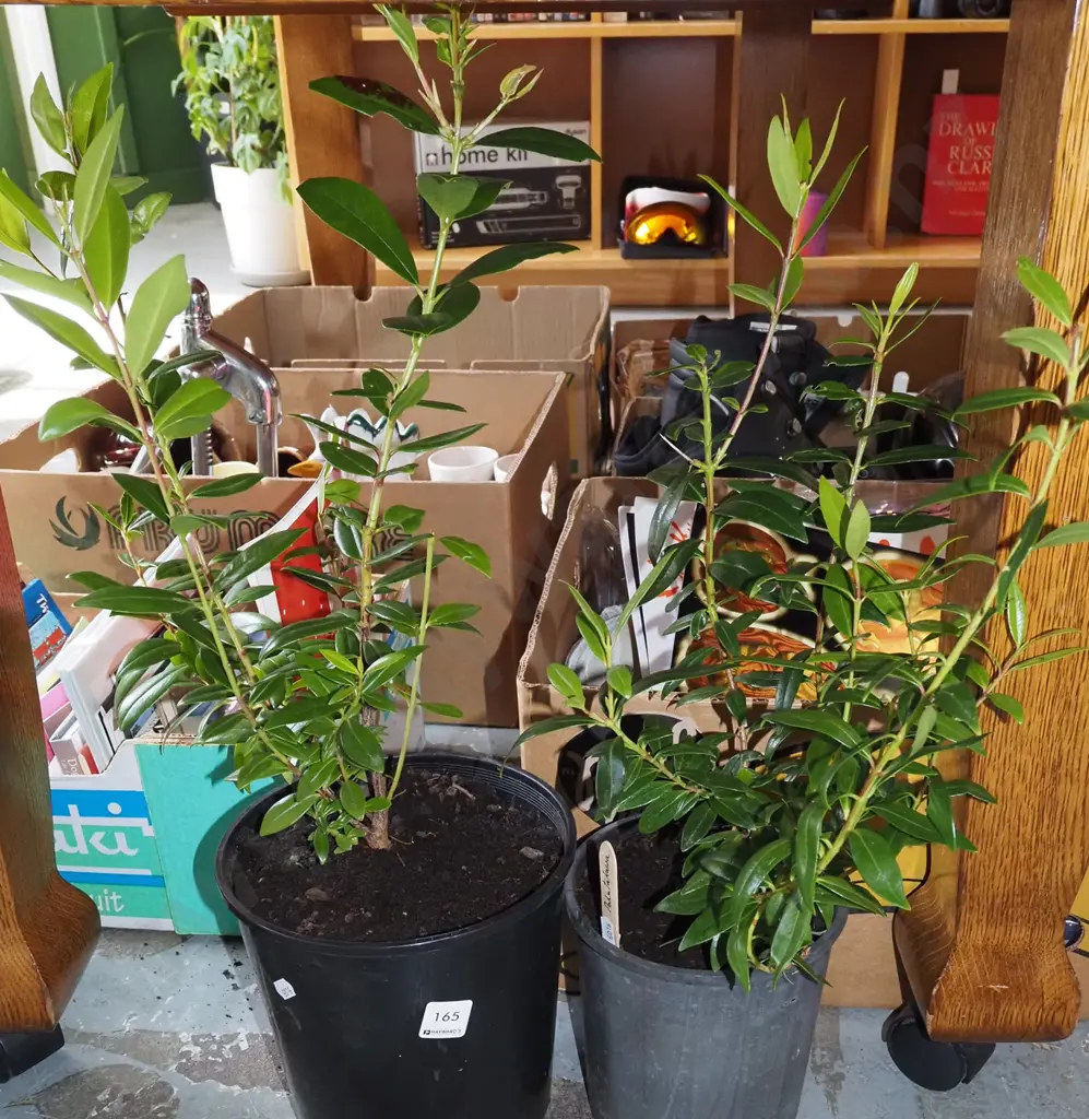 2x potted pohutukawa Image 1++