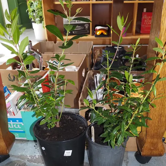 2x potted pohutukawa