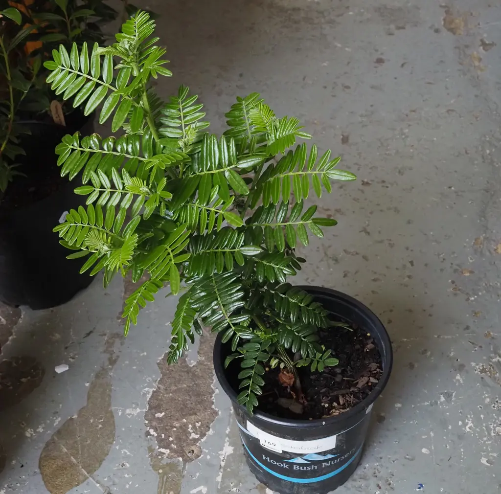 potted red kaka beak Image 1++