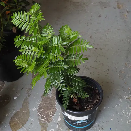 potted red kaka beak