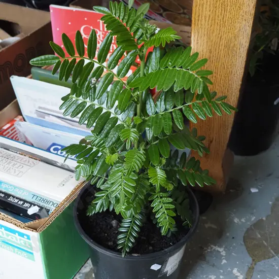 potted red kaka beak