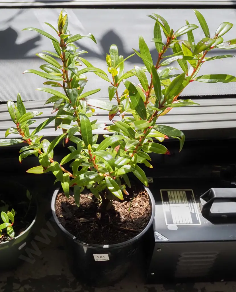 1x potted large pohutukawa, small pot of seedlings Image 1++