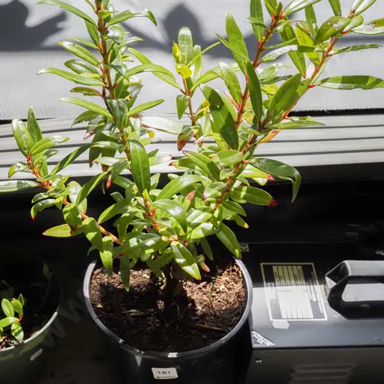 1x potted large pohutukawa, small pot of seedlings