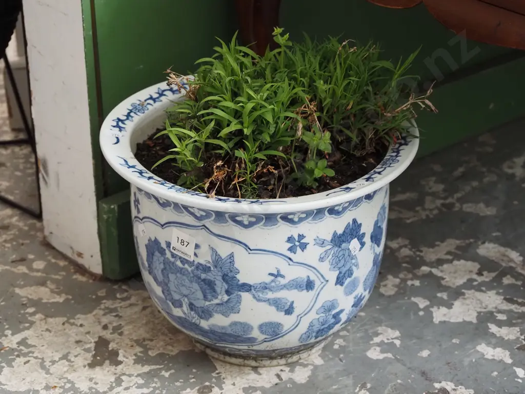 unknown plant in blue and white glazed garden planter Image 1++
