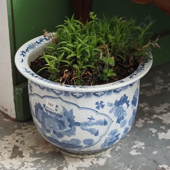unknown plant in blue and white glazed garden planter