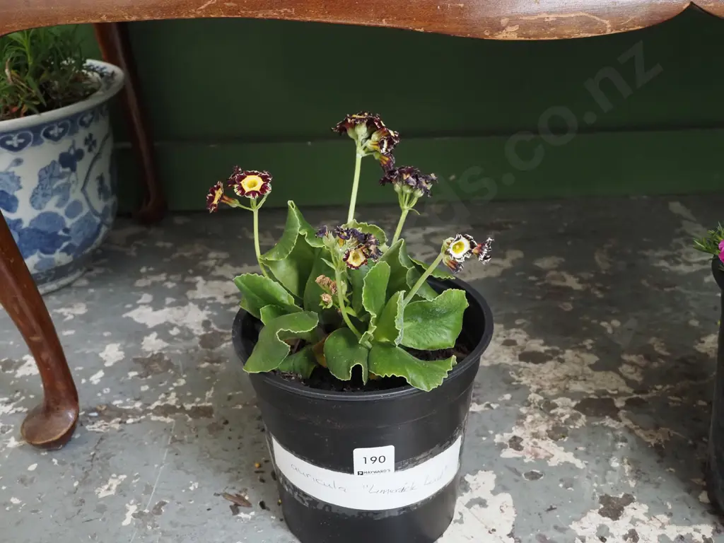 potted auricula - limmerick lad Image 1++
