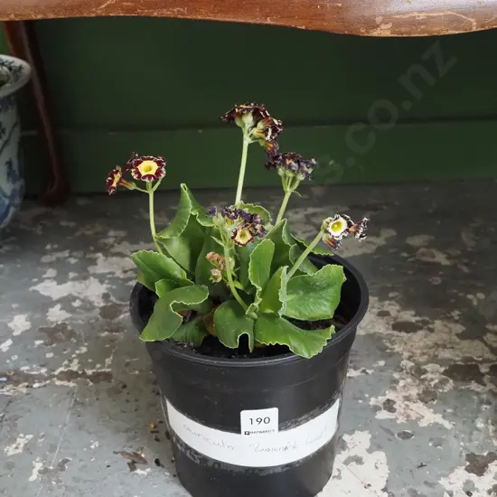 potted auricula - limmerick lad