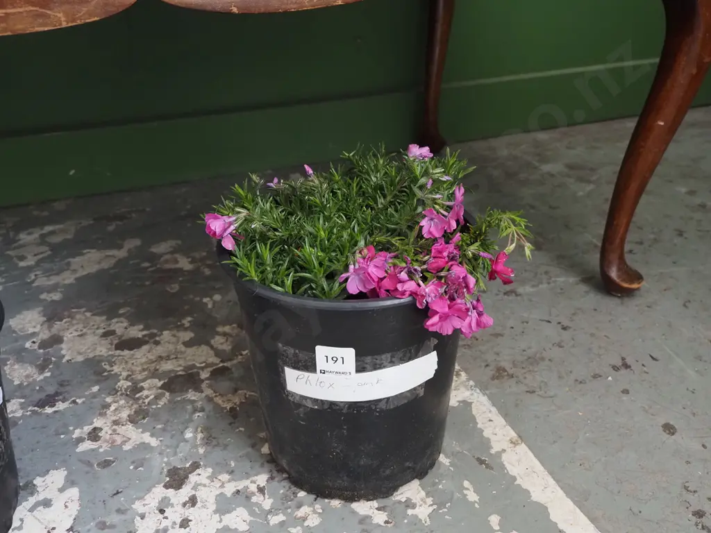 potted pink phlox Image 1++