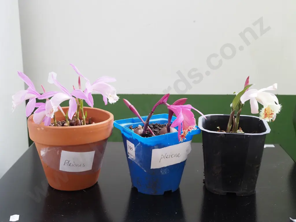 3x potted pleione orchids Image 1++